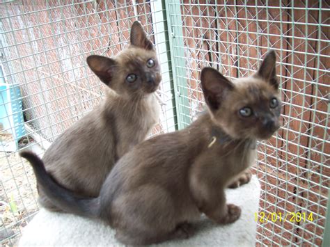 Name: Islav Breed: <b>Burmese</b> Gender: Male Color: Chocolate Eye color: Yellow Fur type: Shorthair Date of Birth: November 02nd, 2022 Location: Europe Ready to go: After March 31st, 2023 Available for pick up/delivery: After reservation through the website Additional notes: Champion bloodline, shows quality. . Burmese kittens for sale